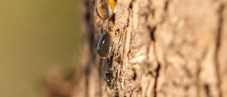 谷雨（古清明）节气：道医常用的神奇中医药